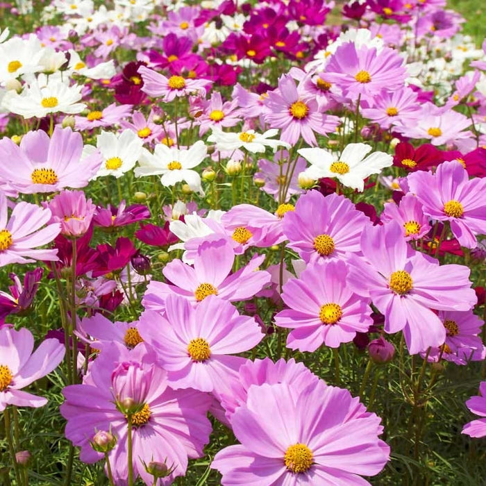 Wild Sunflower & Cosmos Seed Combo|Sunflower & Cosmos Seed Combo