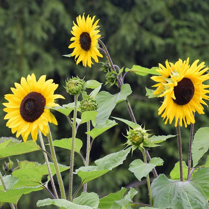 Wild Sunflower Seeds|Yellow Wild Sunflower Seeds, Helianthus annuus