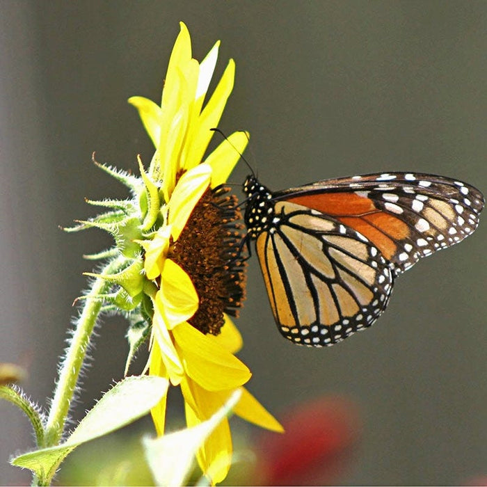 Wild Sunflower Seeds|Yellow Wild Sunflower Seeds, Helianthus annuus