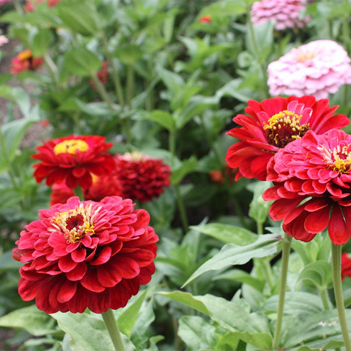 Will Rogers Zinnia Seeds|Red Zinnia Seeds Will Roger, Zinnia elegans