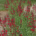 Windwalker™ Royal Red Sage|Windwalker™Royal Red Sage, Salvia darcyi x microphylla PWIN02S