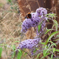 Wisteria Lane Butterfly Bush|Wisteria Lane' Butterfly Bush