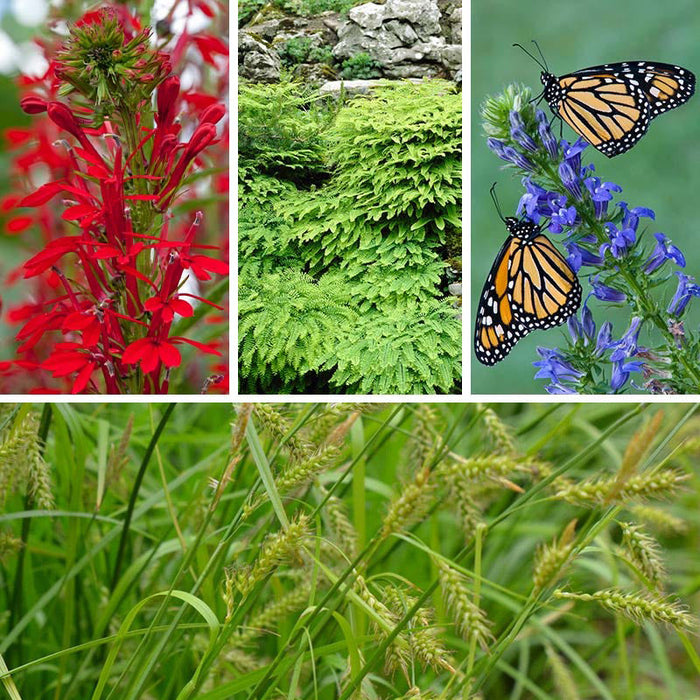 Woodland Edge Native Plant Collection