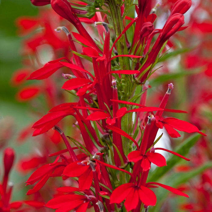 Cardinal Flower