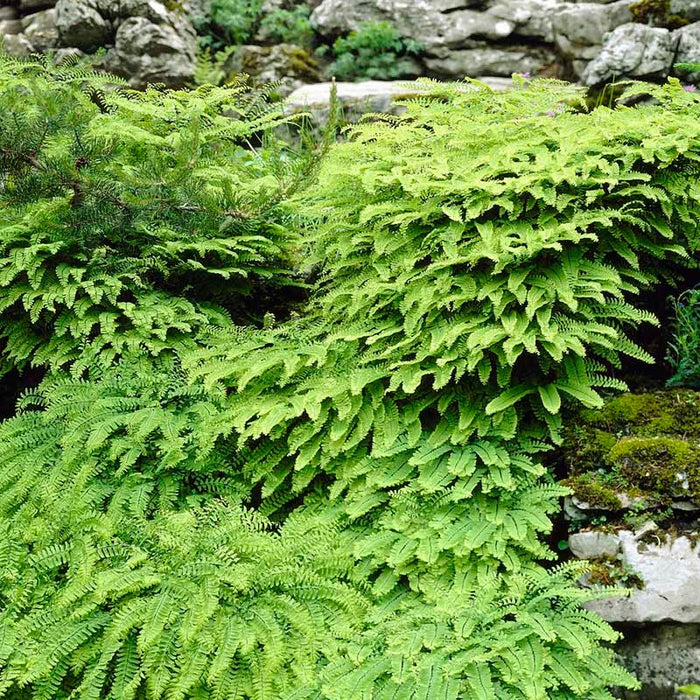 Woodland Edge Native Plant Collection|Northern Maidenhair Fern