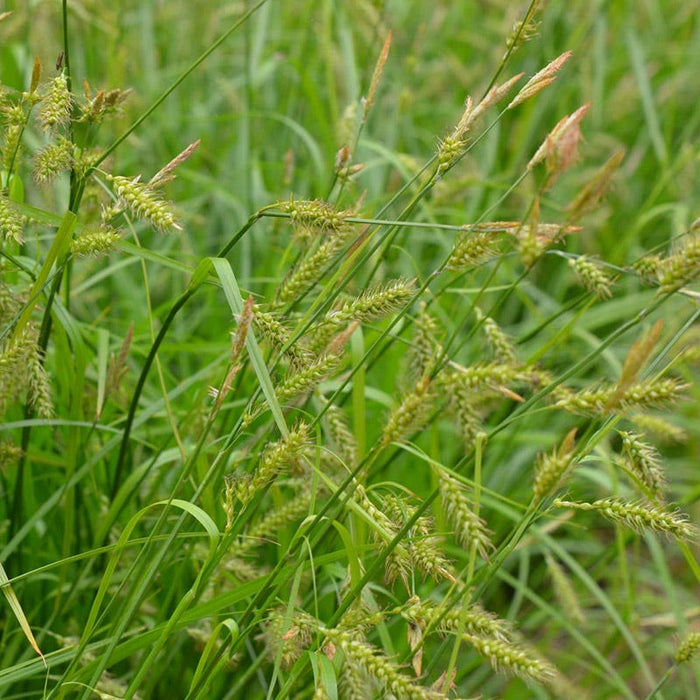 Long Beaked Sedge|Long Beaked Sedge Grass, Carex sprengellii