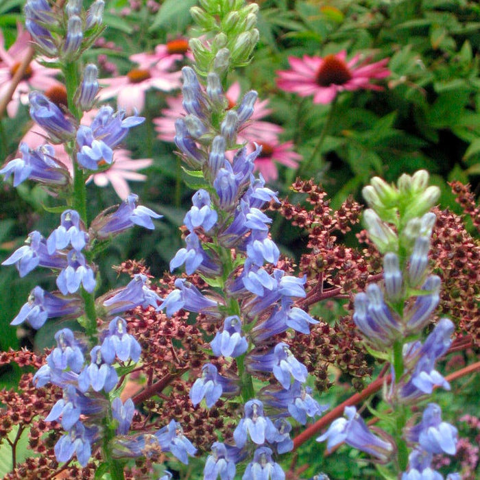 Great Blue Lobelia|Blue Cardinal Flower, Lobelia siphilitica, Cardinal Flower