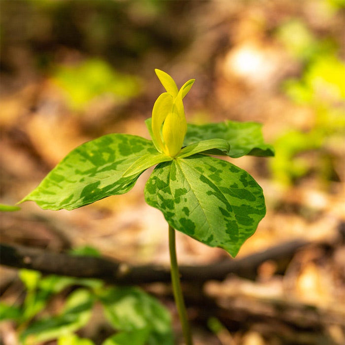 Yellow Trillium|Yellow Trillium, Trillium luteum, Wake Robin