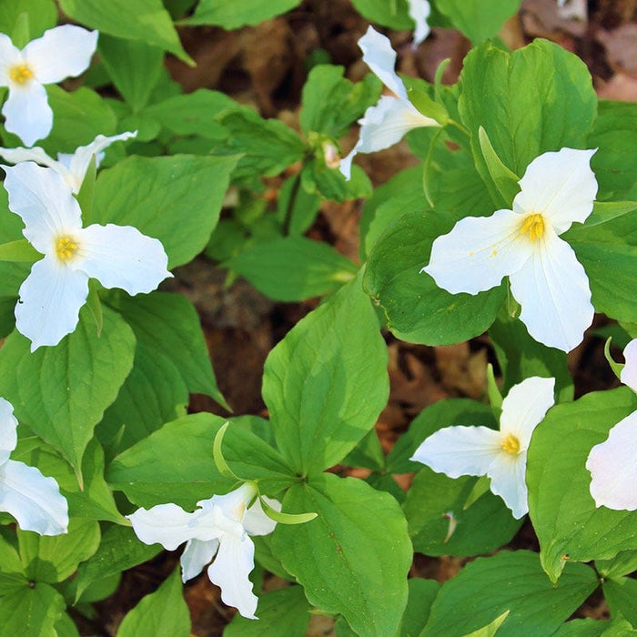 Woodland Wildflower Collection|White Trillium, Trillium grandiflorum