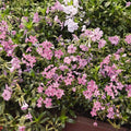 Woodlander Rose Phlox|Woodlander Rose Phlox, Phlox x Woodlander Rose