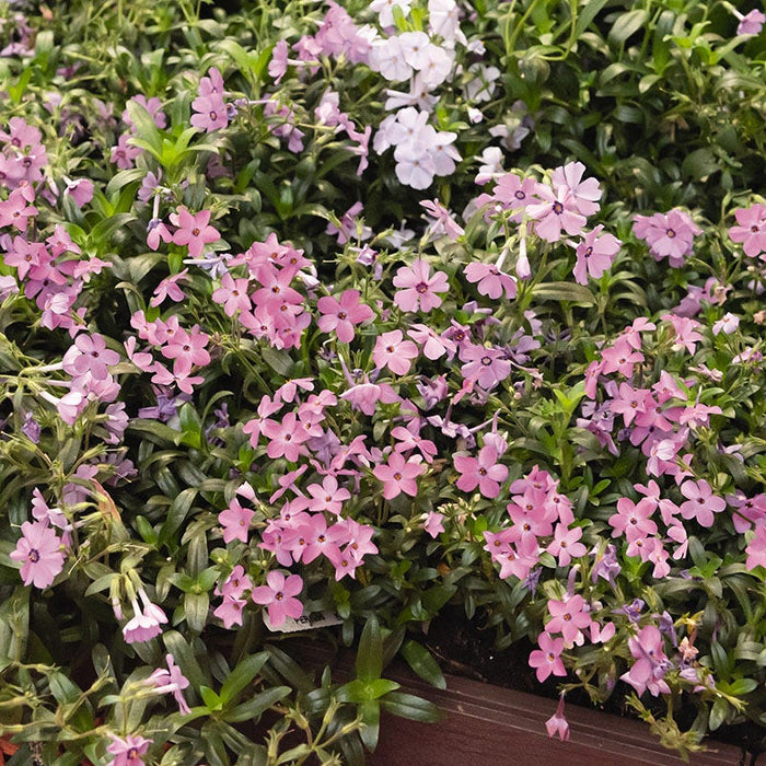 Woodlander Rose Phlox|Woodlander Rose Phlox, Phlox x Woodlander Rose