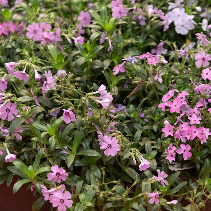 Woodlander Rose Phlox|Woodlander Rose Phlox, Phlox x Woodlander Rose