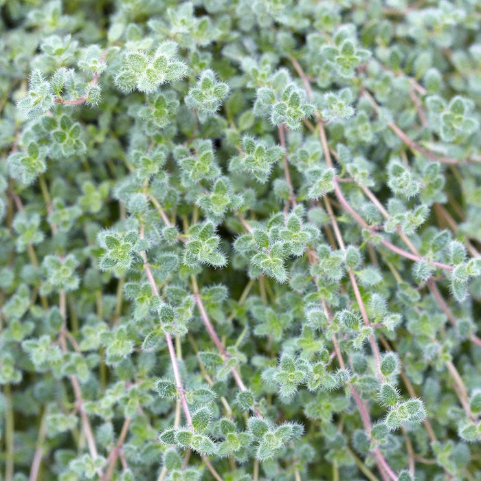 Woolly Thyme|Woolly Thyme, Thymus pseudolanuginosus