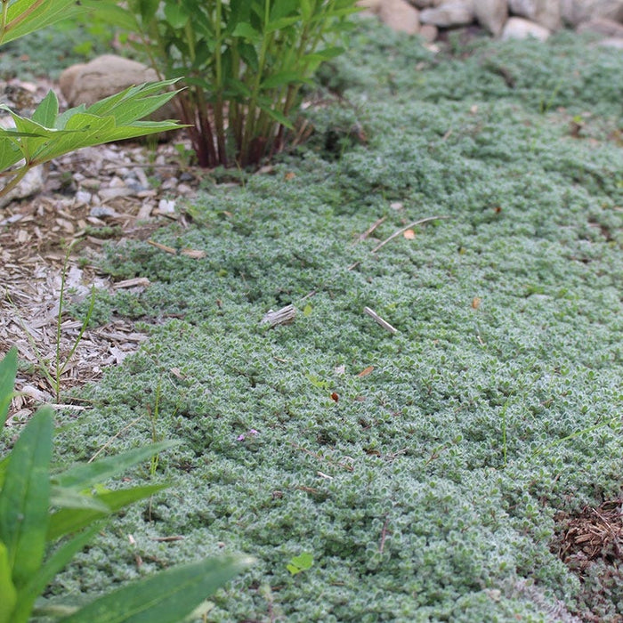 Woolly Thyme|Woolly Thyme, Thymus pseudolanuginosus