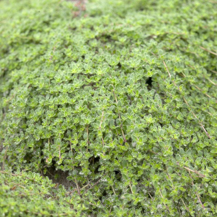 Woolly Thyme|Woolly Thyme, Thymus pseudolanuginosus