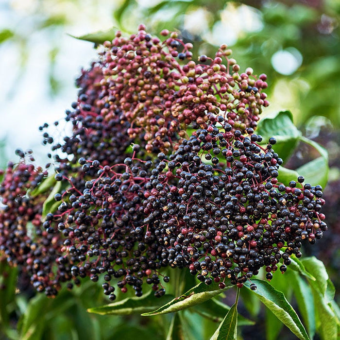 Wyldewood Elderberry|Wyldewood Elderberry, Sambucus canadensis x Wyldewood with berries