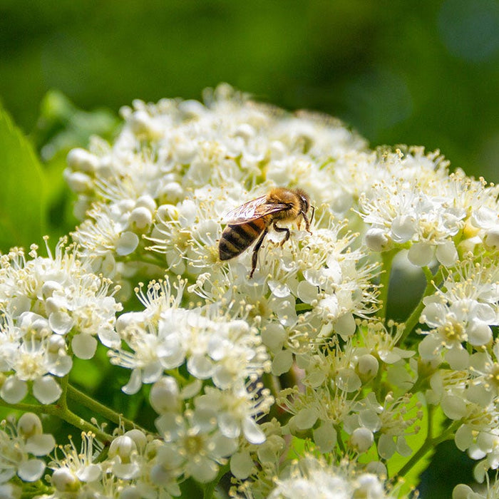 Wyldewood Elderberry|Wyldewood Elderberry, Sambucus canadensis x Wyldewood with visiting pollinators