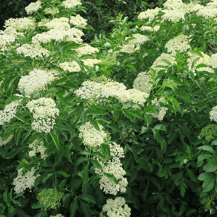 Wyldewood Elderberry|Wyldewood Elderberry, Sambucus canadensis x Wyldewood in bloom growing in garden