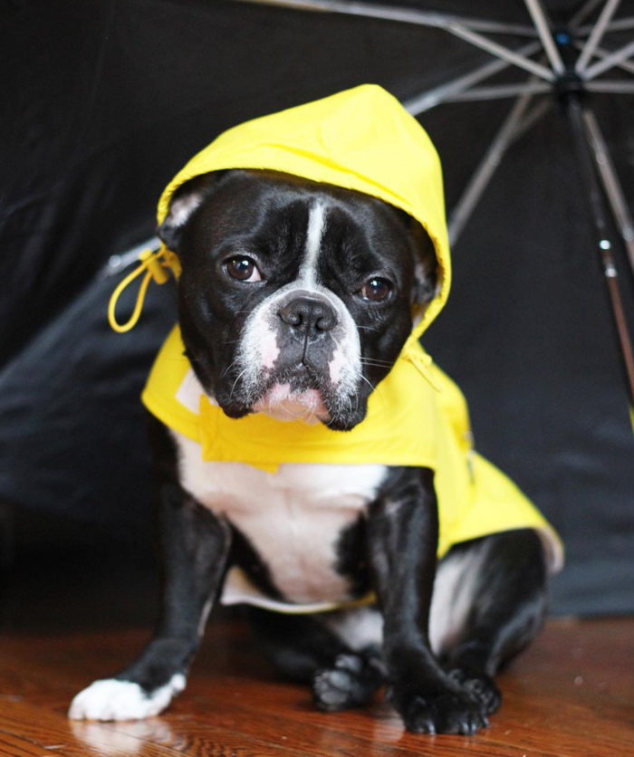 YELLOW ARGYLE PACKAWAY RAINCOAT DOG, Coats - Bones Bizzness