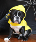 YELLOW ARGYLE PACKAWAY RAINCOAT DOG, Coats - Bones Bizzness