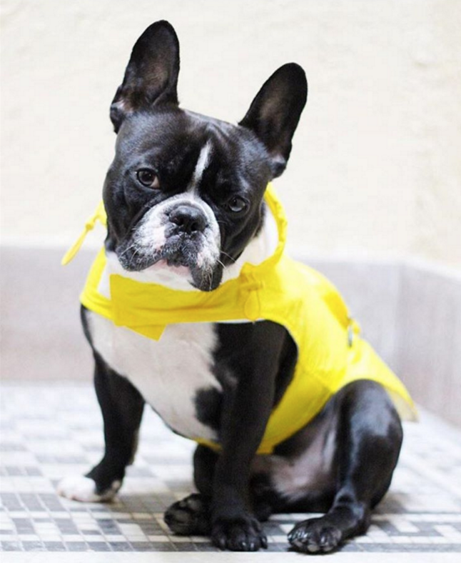 YELLOW ARGYLE PACKAWAY RAINCOAT DOG, Coats - Bones Bizzness
