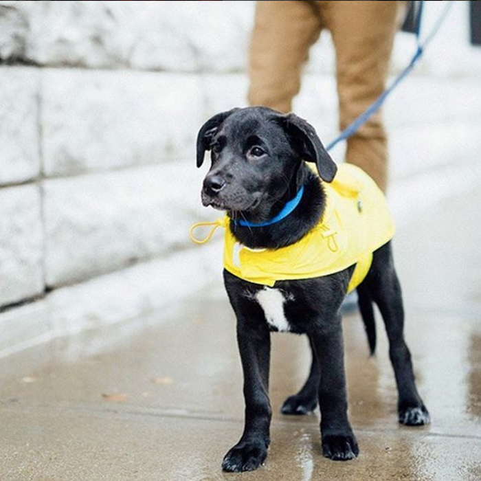 YELLOW ARGYLE PACKAWAY RAINCOAT DOG, Coats - Bones Bizzness