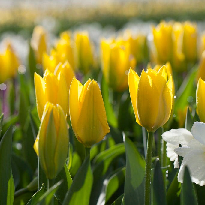 Yellow Emperor Tulip|Yellow Emperor Tulip, Tulipa fosteriana Yellow Emperor