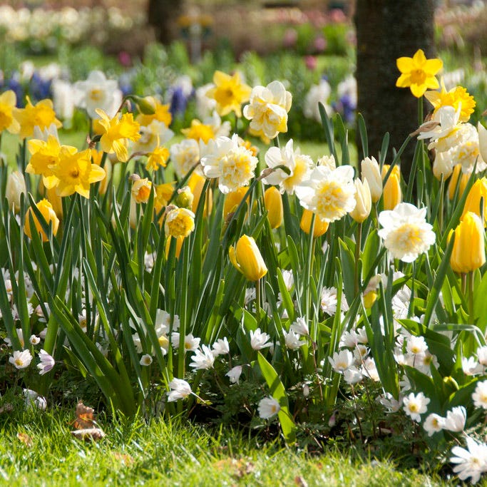 Yellow Emperor Tulip|Yellow Emperor Tulip, Tulipa fosteriana Yellow Emperor