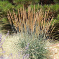 Yellow Prairie Grass|Sorghastrum nutans, Yellow Prairie Grass