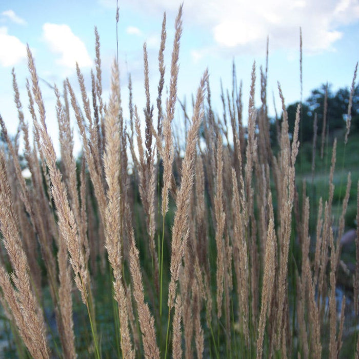 Yellow Prairie Grass|Sorghastrum nutans, Yellow Prairie Grass