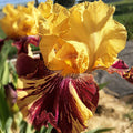 Ziggy Reblooming Bearded Iris|Yellow Re-Blooming Bearded Iris Ziggy, Iris germanica, Re-Blooming Bearded Iris or German Iris