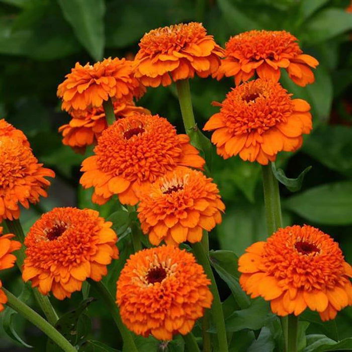 Zinderella Orange Zinnia Seeds|Zinderella Orange Zinnia