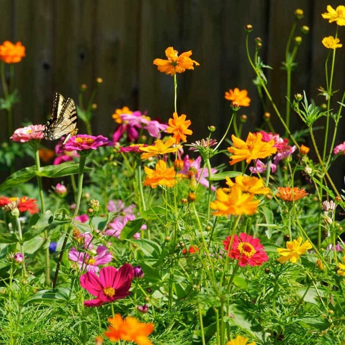 Zinnia & Cosmos Seed Combo|Zinnia & Cosmos Seed Combo