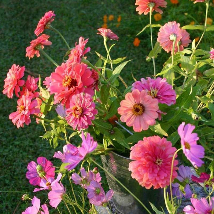 Zinnia & Cosmos Seed Combo|Zinnia & Cosmos Seed Combo