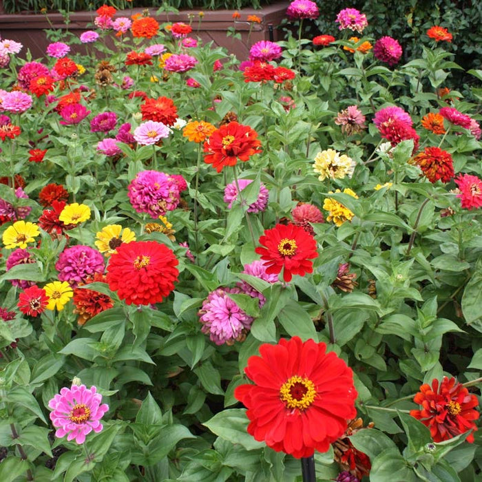 Zinnia Seed Mix|Zinnia Seed Mix