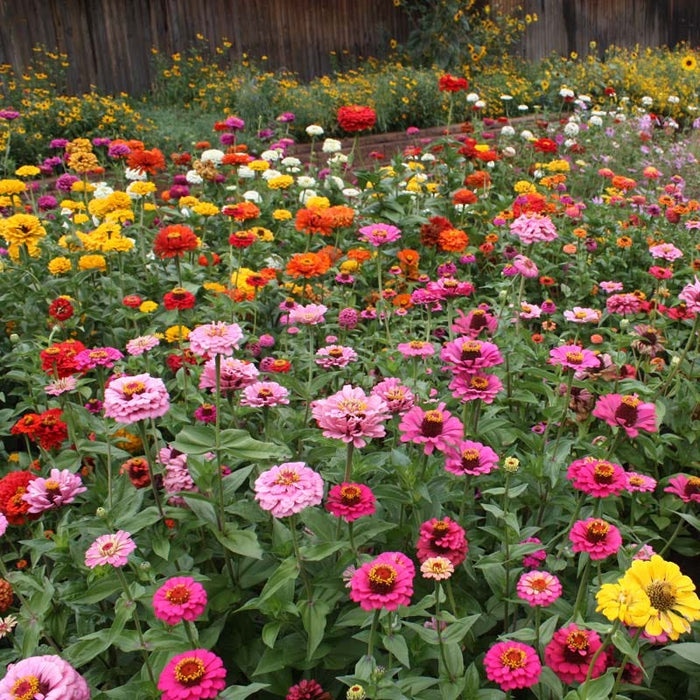 Zinnia Seed Mix|Zinnia Seed Mix